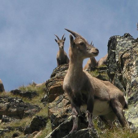 Silva Peak Residences Galtuer - Paznaun - Inkl Premium Silvretta Card Zewnętrze zdjęcie